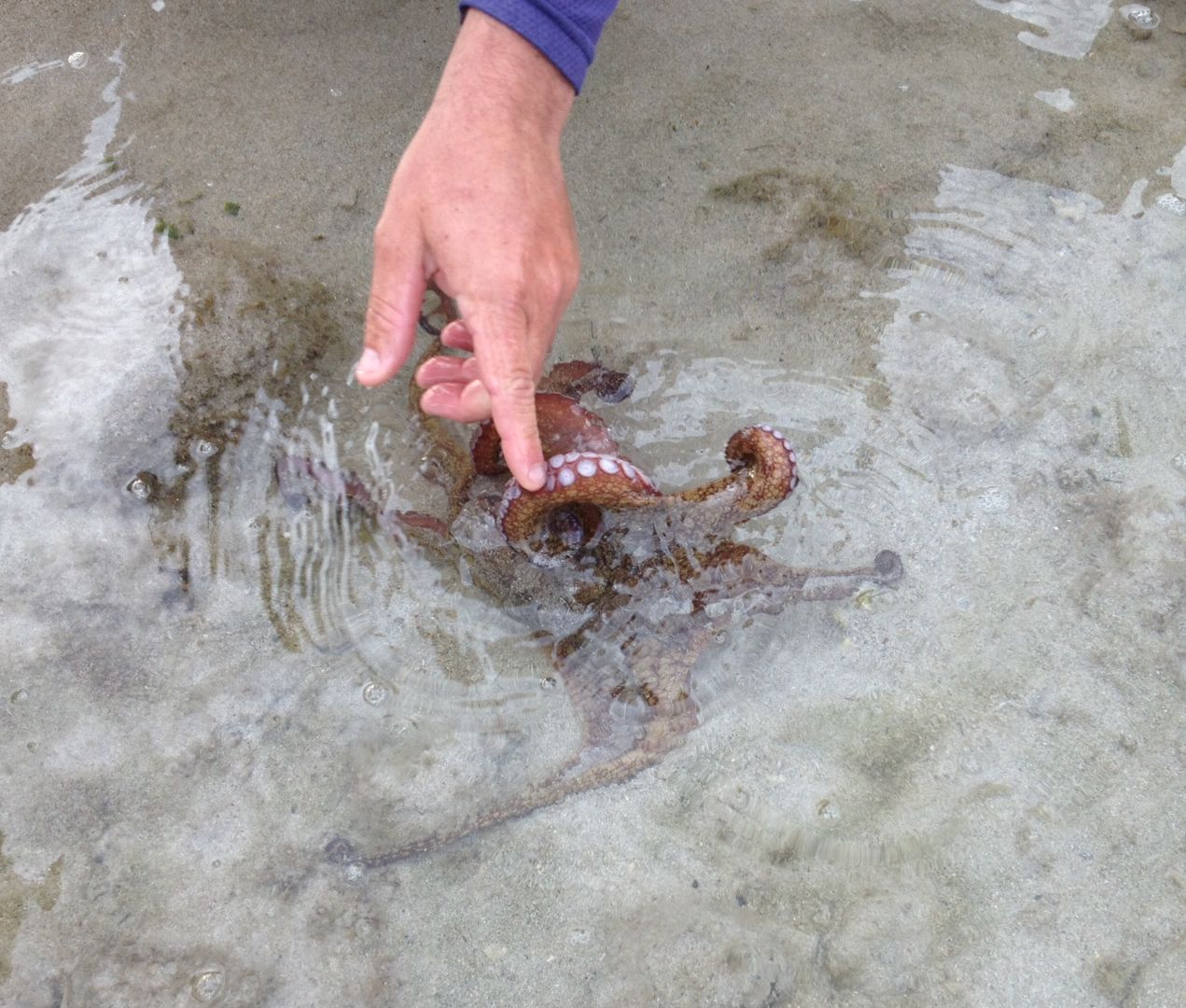 Octopus that Carlos found.